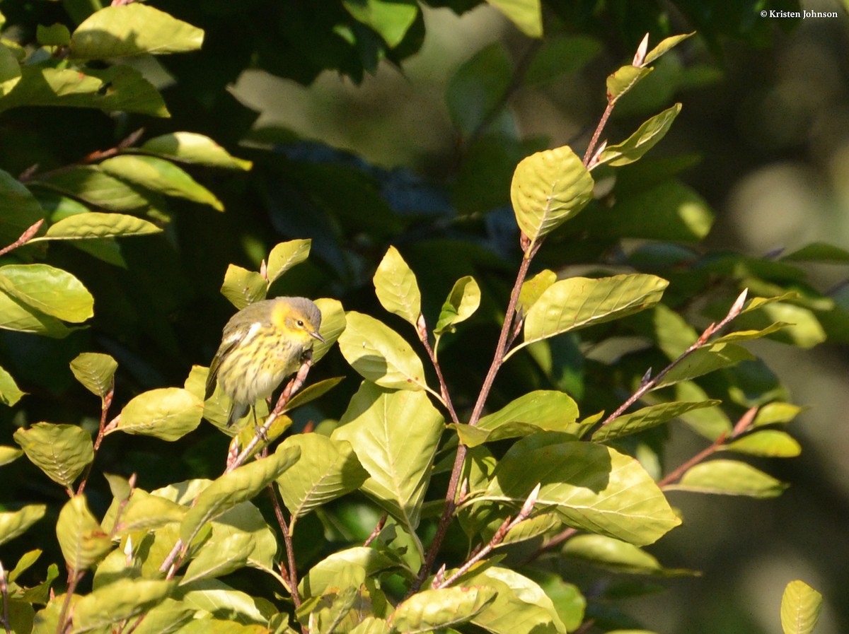 Paruline tigrée - ML79587031