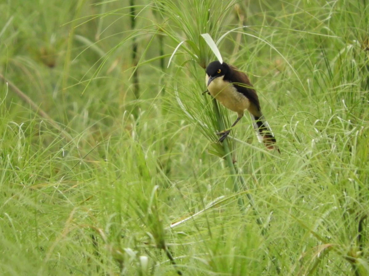 Black-capped Donacobius - ML79587631