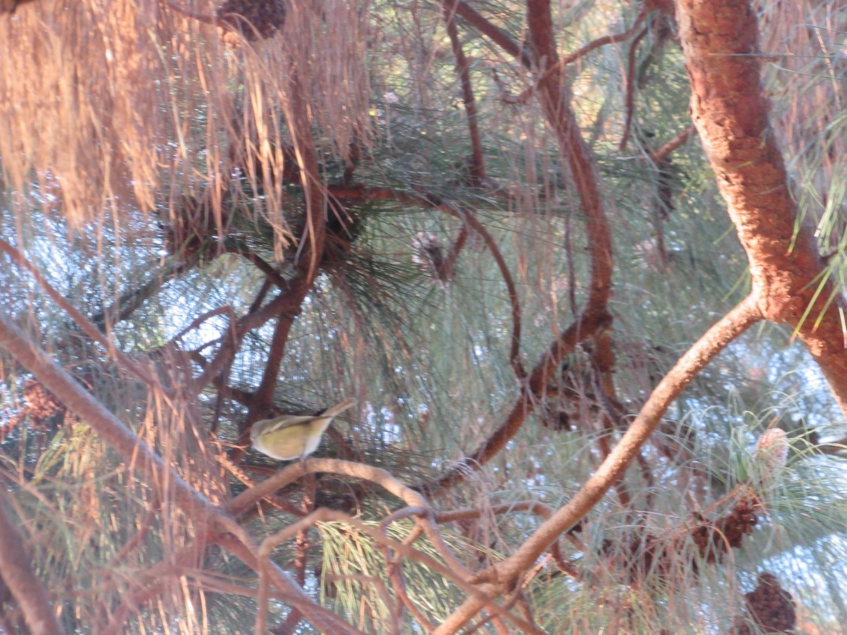 Cassin's Vireo - Samuel Bressler