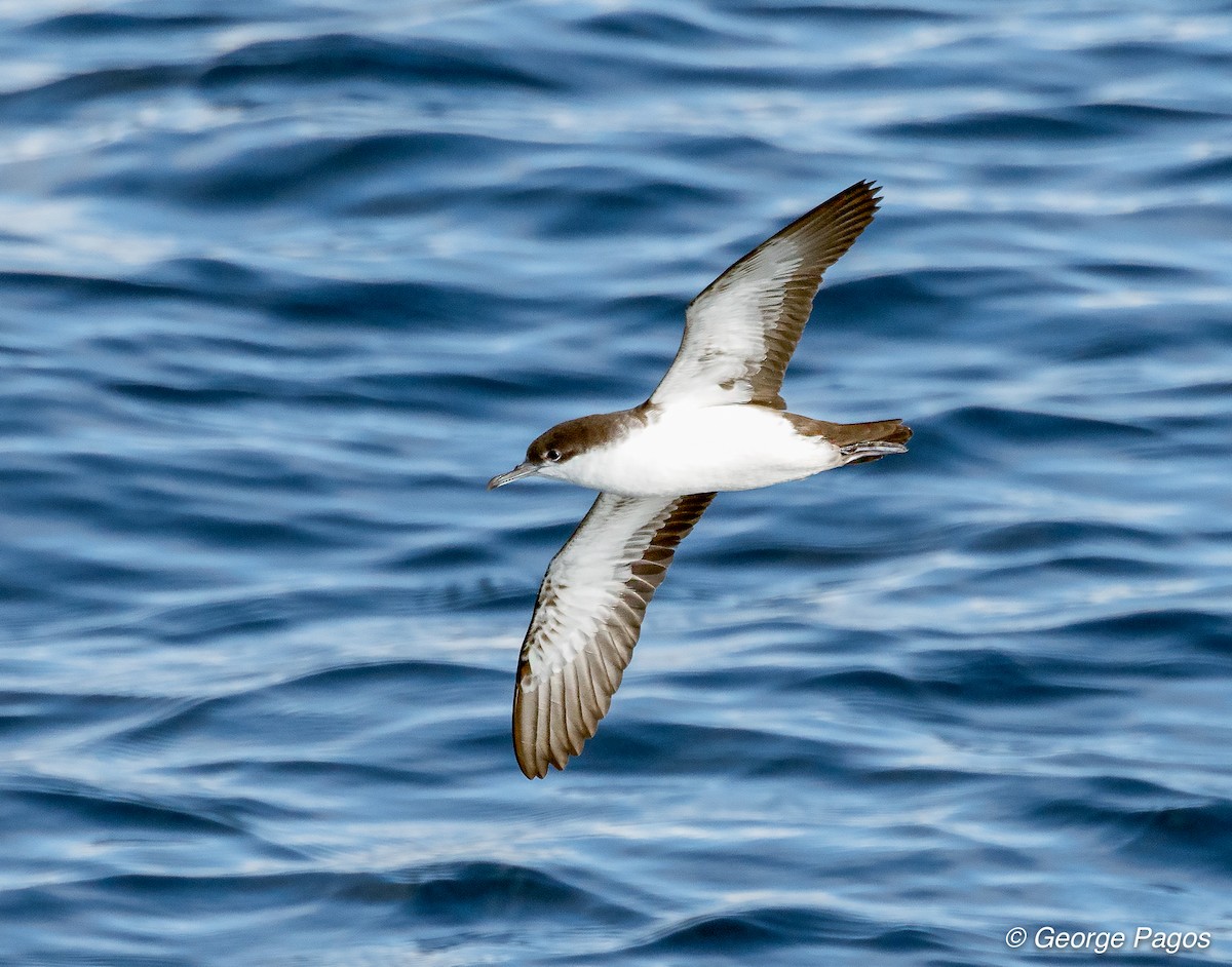 Galapagos Shearwater (Light-winged) - George Pagos