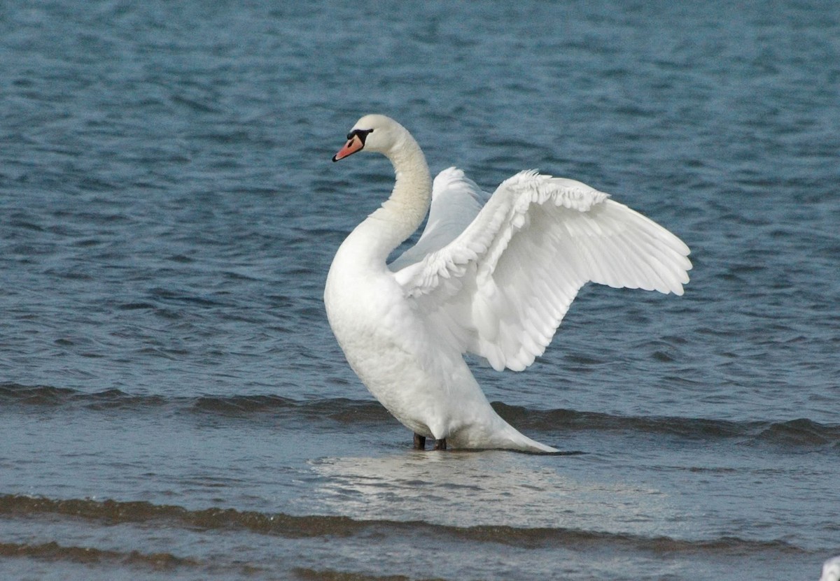 Mute Swan - ML79589601