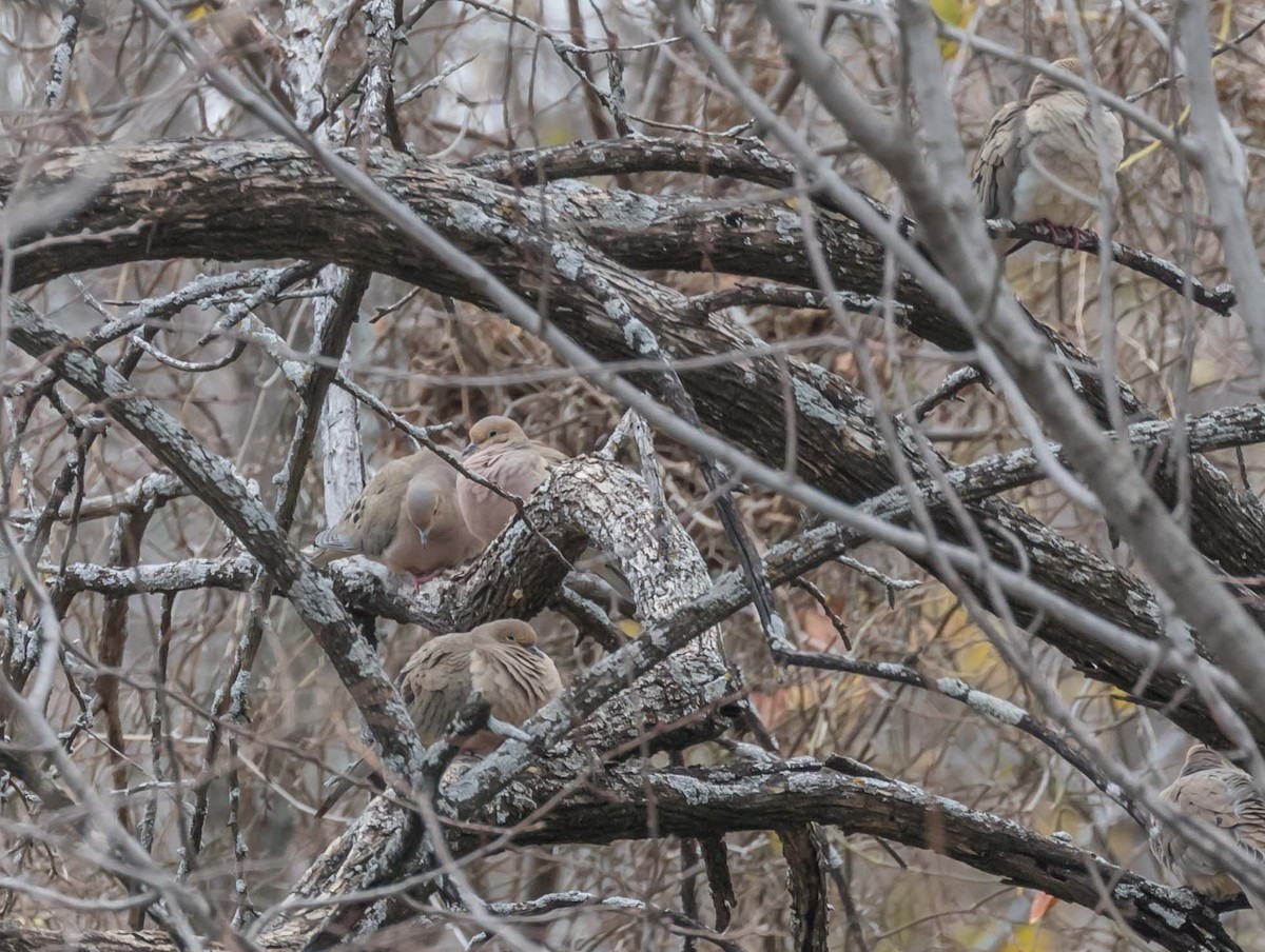 Mourning Dove - ML79589701