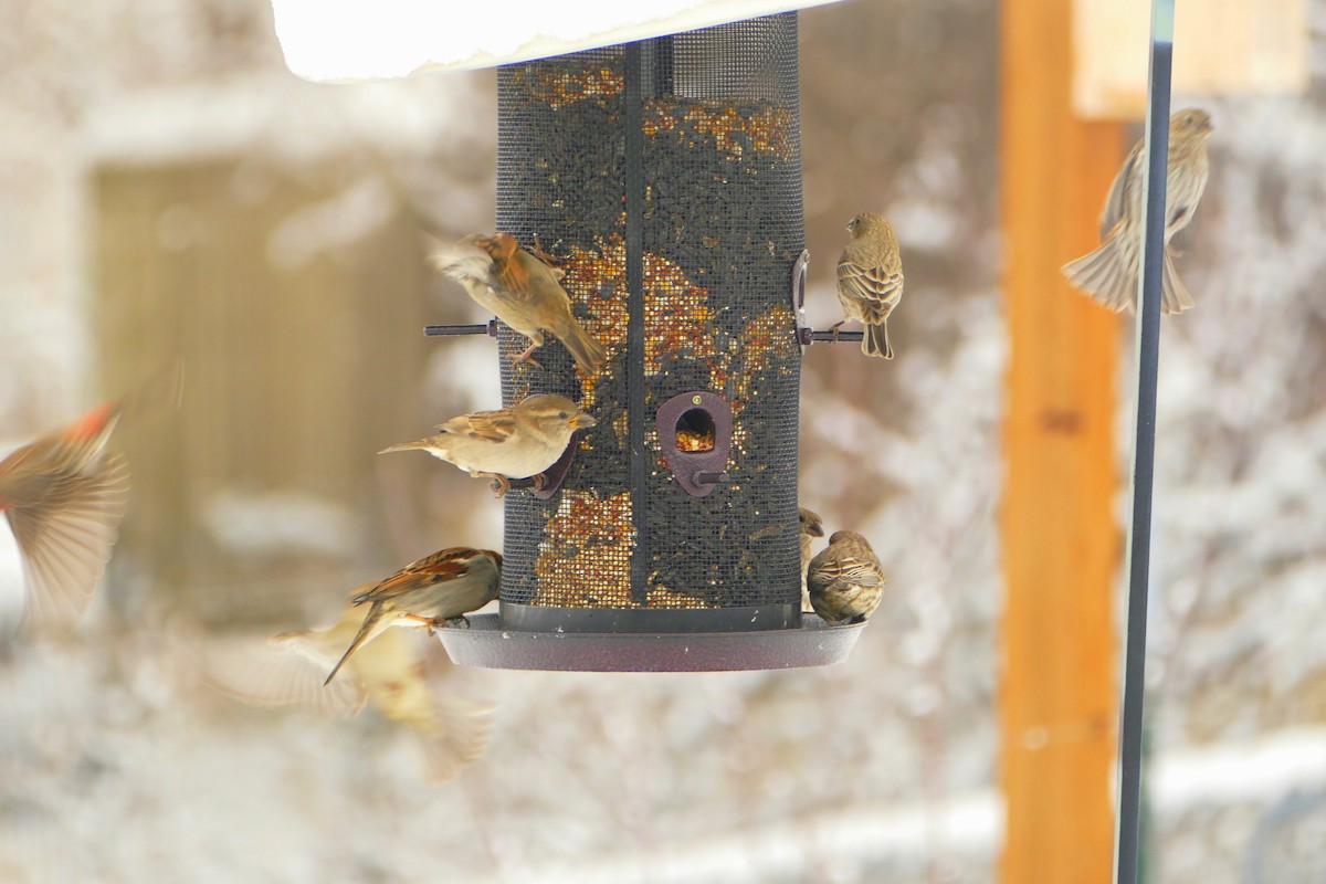 House Finch - gwenn vikse