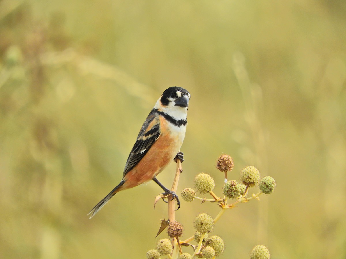 Rusty-collared Seedeater - Laura Magallanes