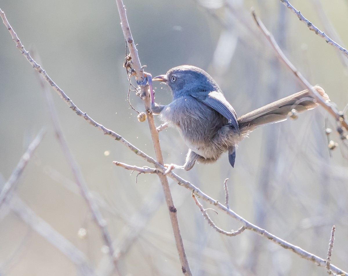 Wrentit - Peter Hart