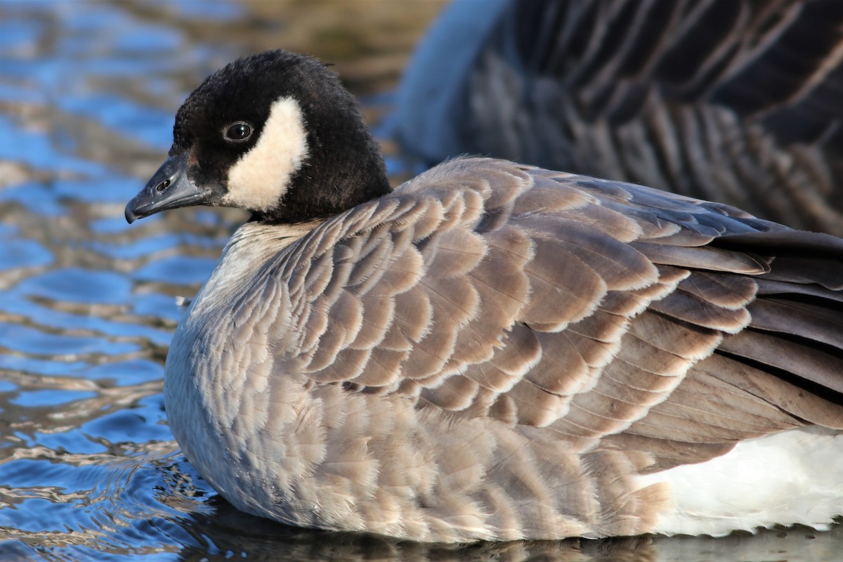 Cackling Goose - Brendan  Fogarty