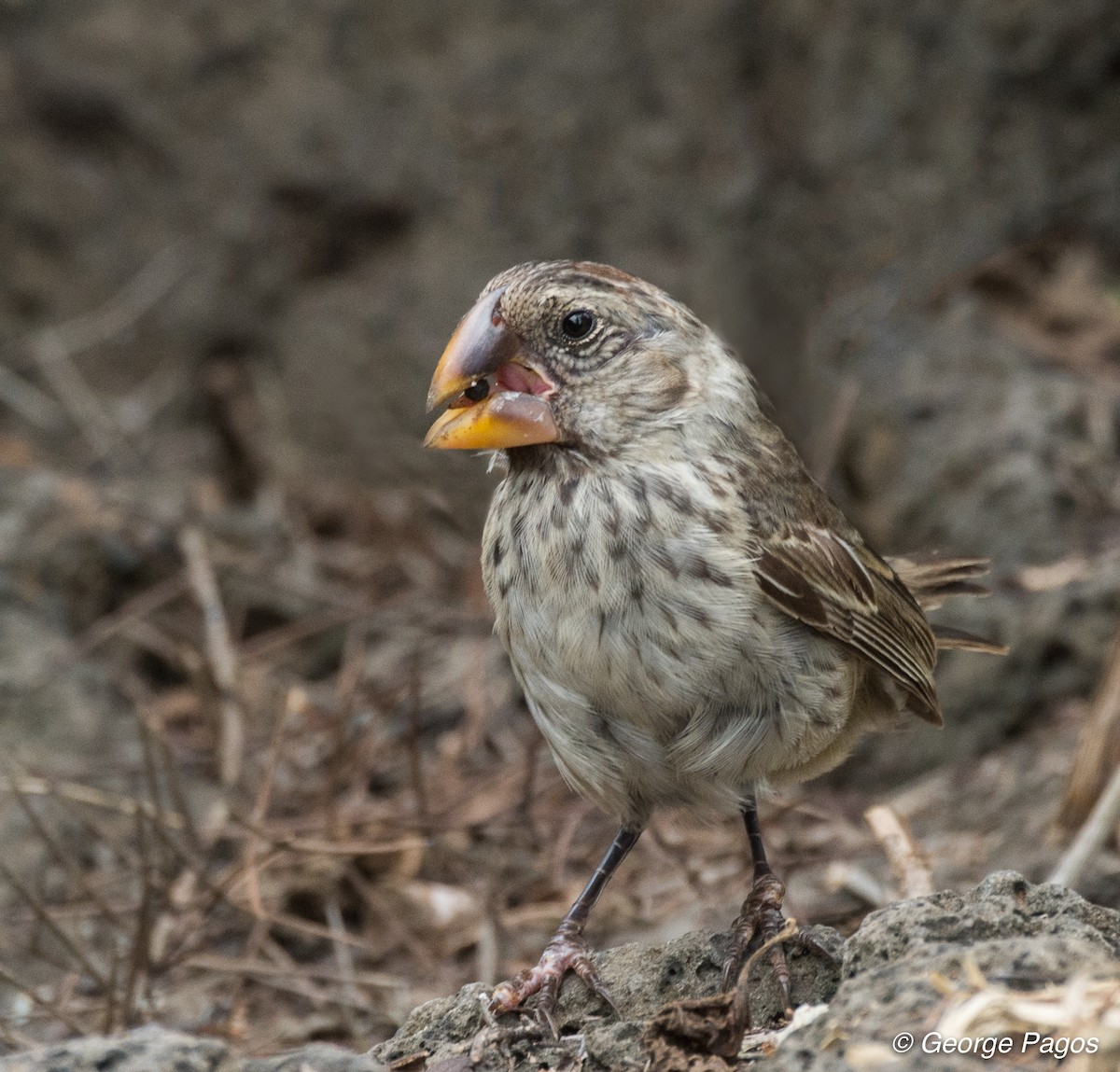 Large Ground-Finch - ML79595071