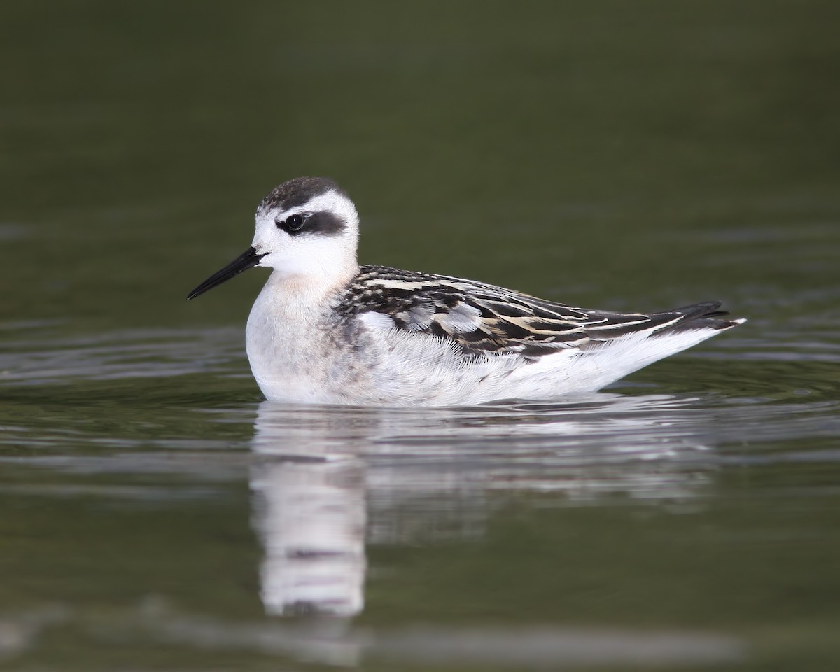 Red-necked Phalarope - Darlene Friedman