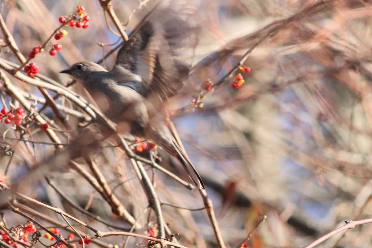 Townsend's Solitaire - ML79596551