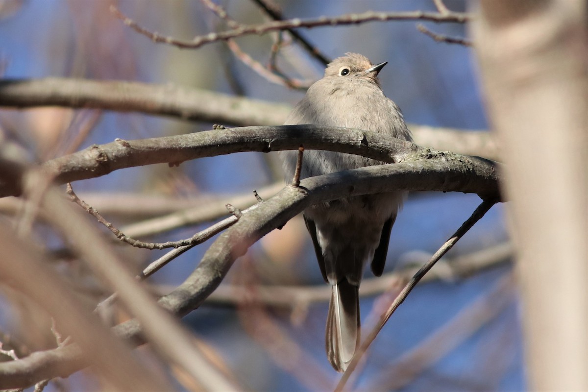 Townsend's Solitaire - ML79596601