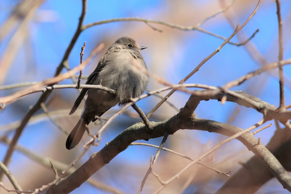 Townsend's Solitaire - ML79596631