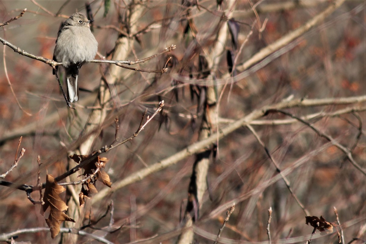 Townsend's Solitaire - ML79596651