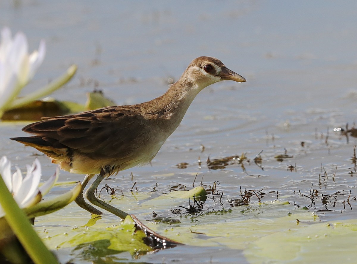 White-browed Crake - Tony Ashton