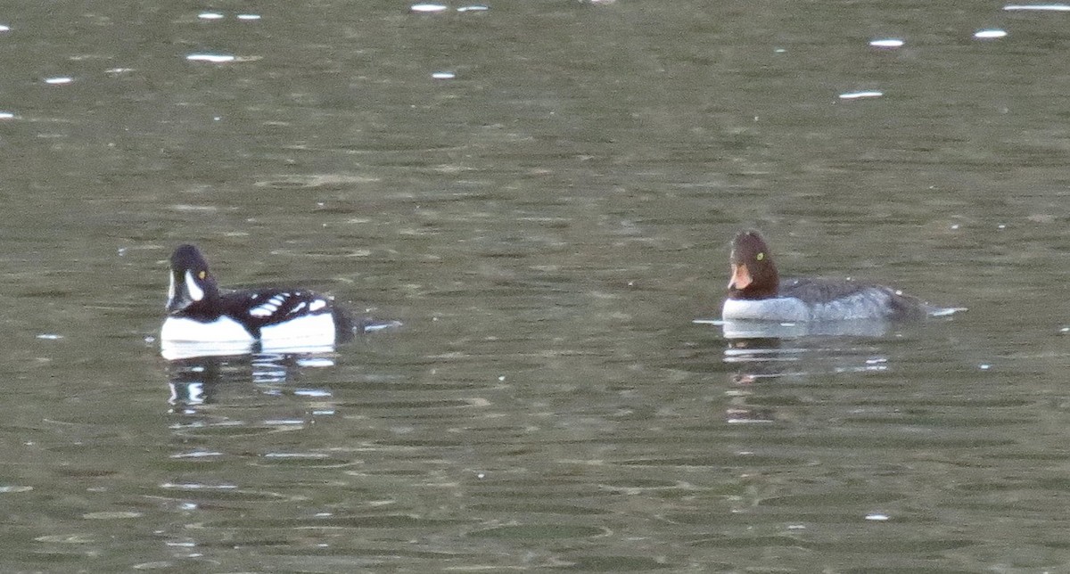 Barrow's Goldeneye - ML79598011
