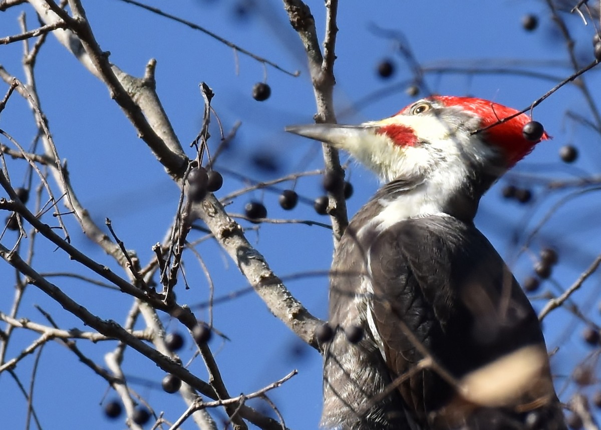 Pileated Woodpecker - ML79598611