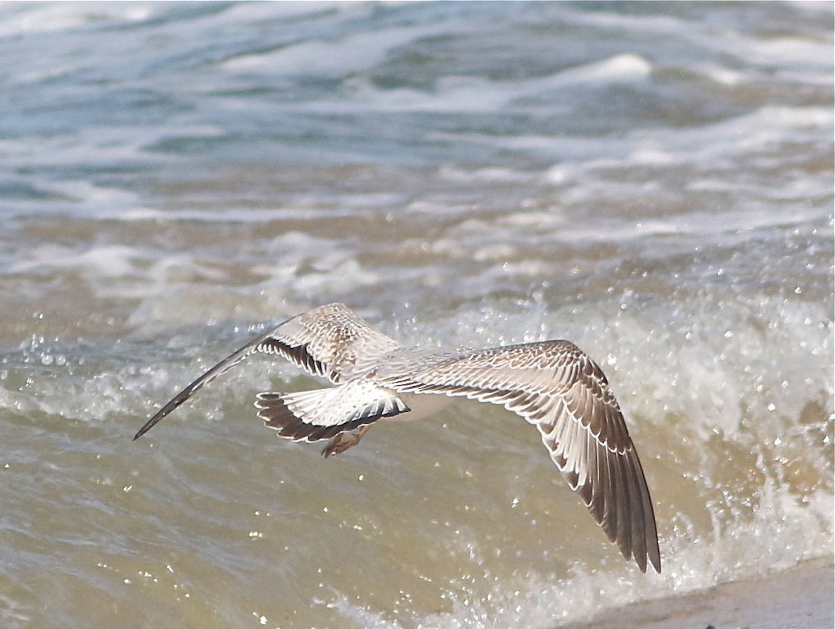 Ring-billed Gull - Don Roberson