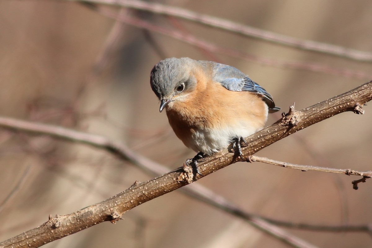 Eastern Bluebird - ML79601071