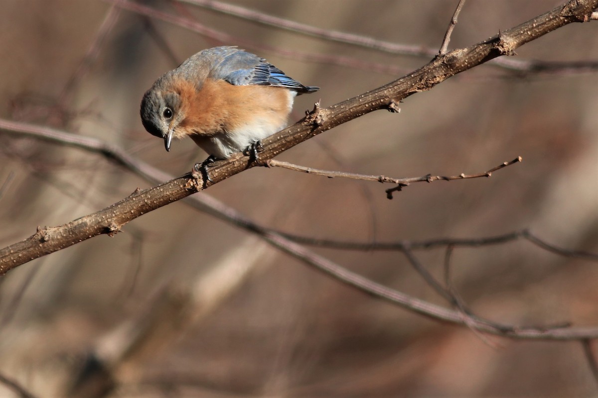 Eastern Bluebird - ML79601091