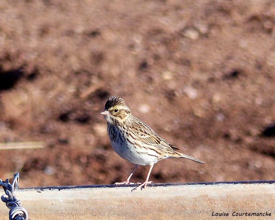 Savannah Sparrow - ML79601481