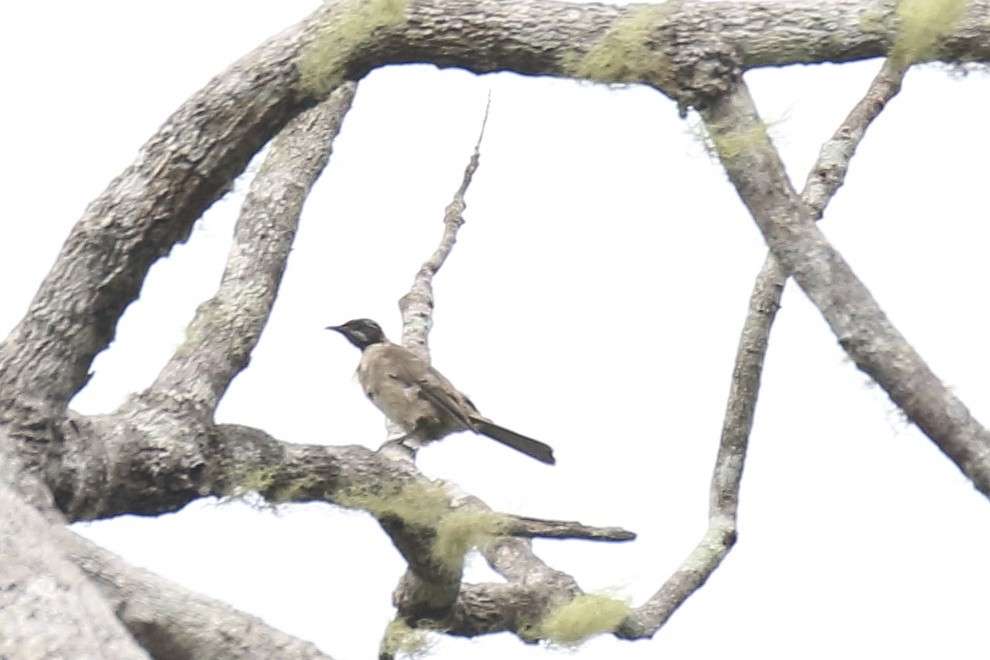 Streak-headed Honeyeater - ML79601801