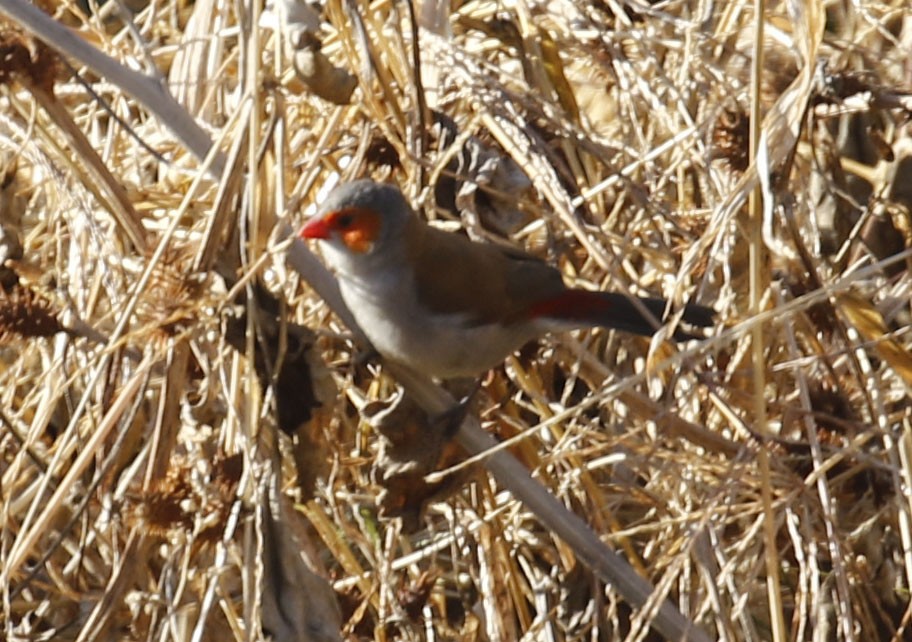 Orange-cheeked Waxbill - ML79602181