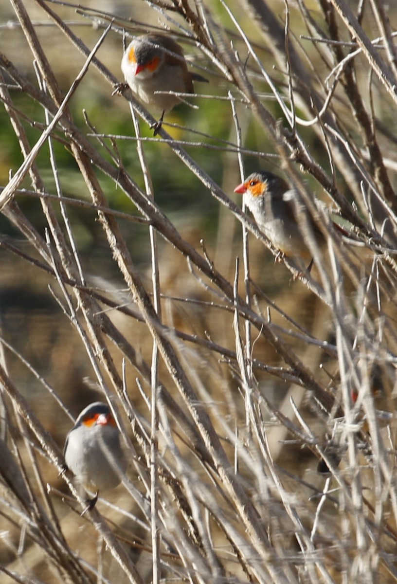 Orange-cheeked Waxbill - ML79602191