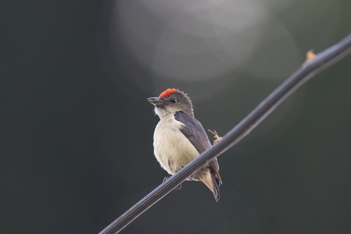 Red-capped Flowerpecker - Chris Barnes