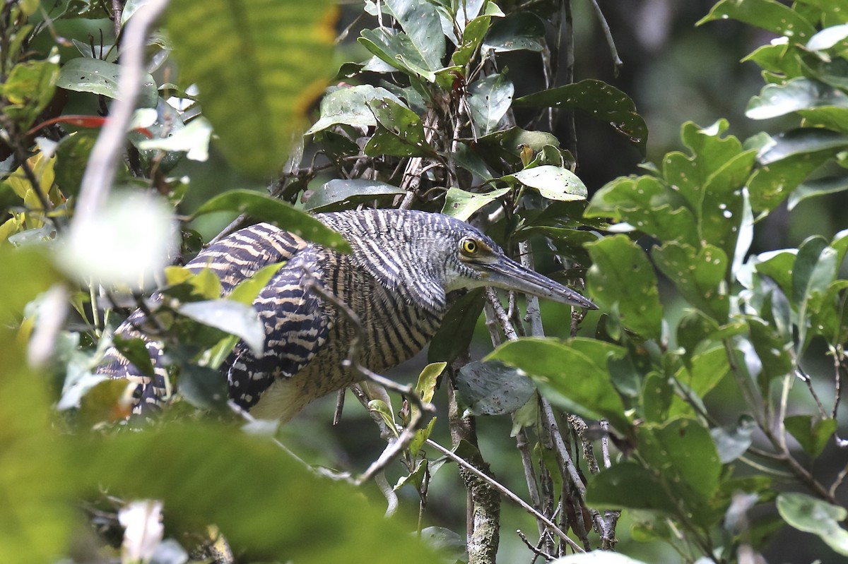 Forest Bittern - ML79604441