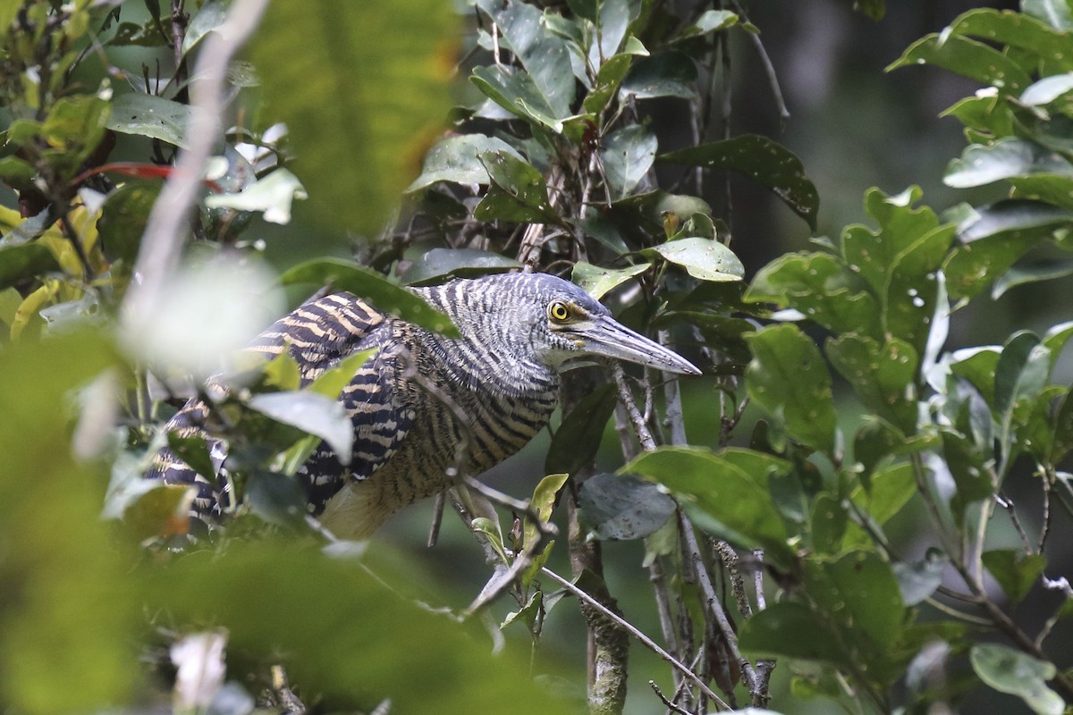 Forest Bittern - ML79604451