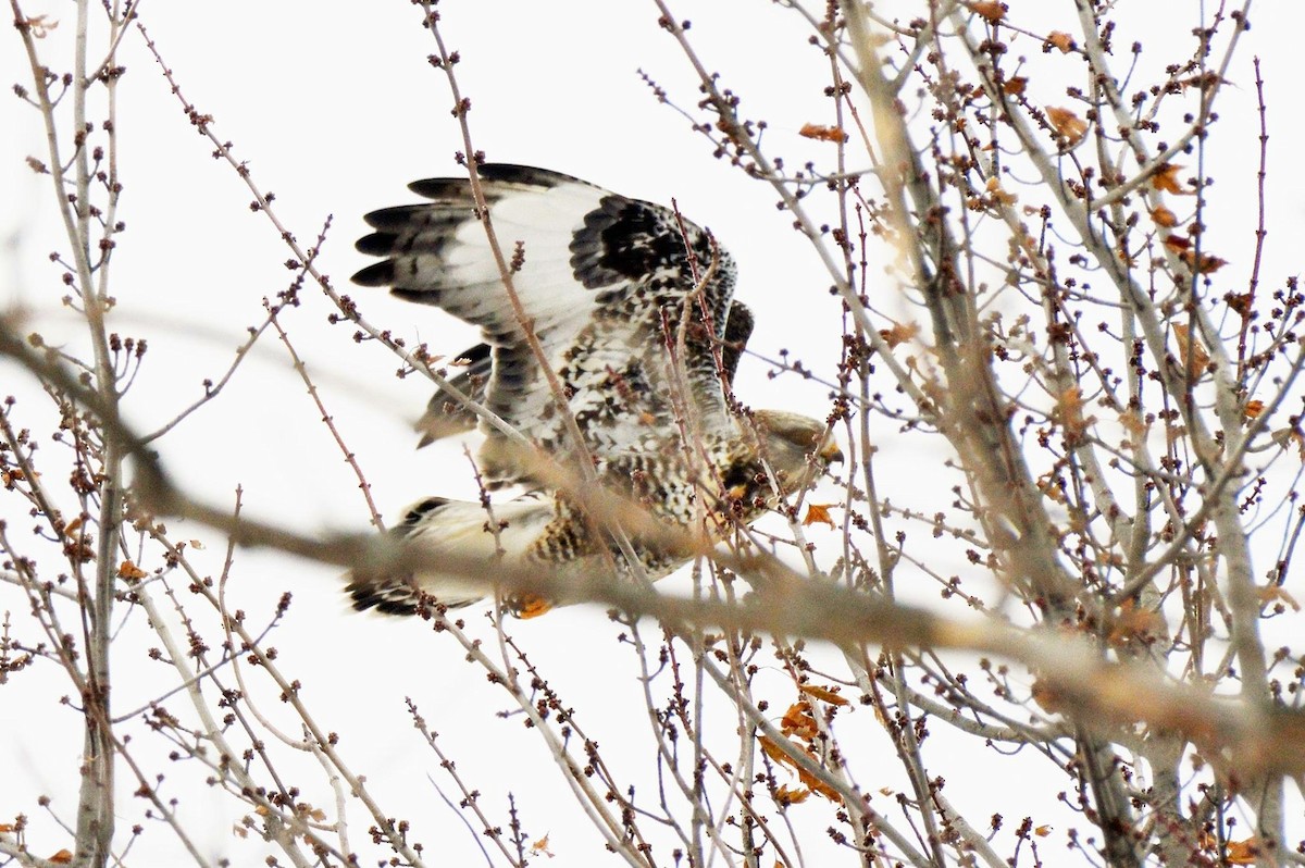 Rough-legged Hawk - ML79606441