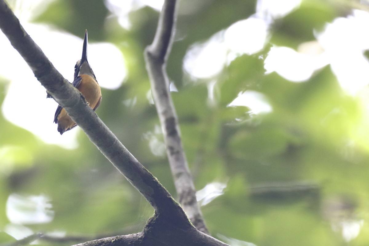 Papuan Dwarf-Kingfisher - Chris Barnes