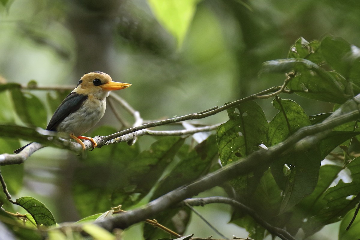 Yellow-billed Kingfisher - ML79607791