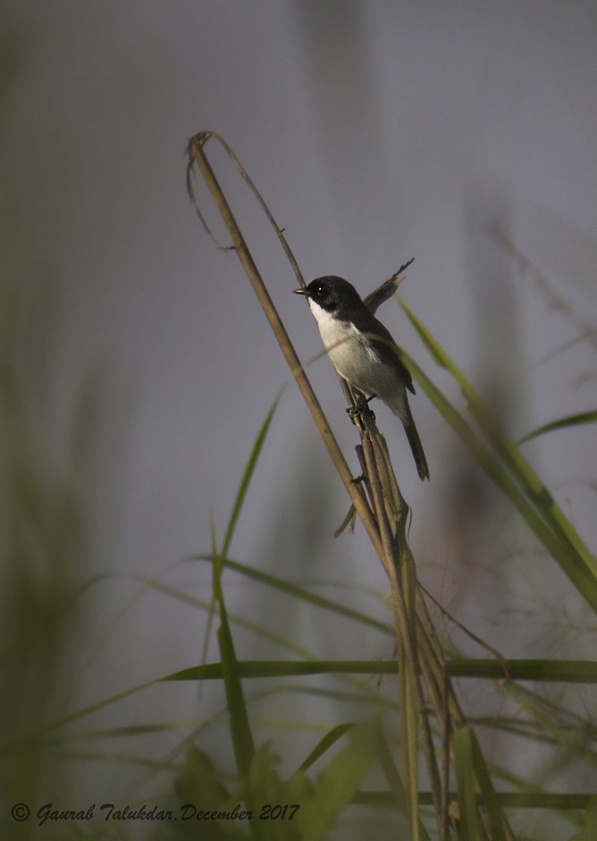 Jerdon's Bushchat - Gaurab Talukdar