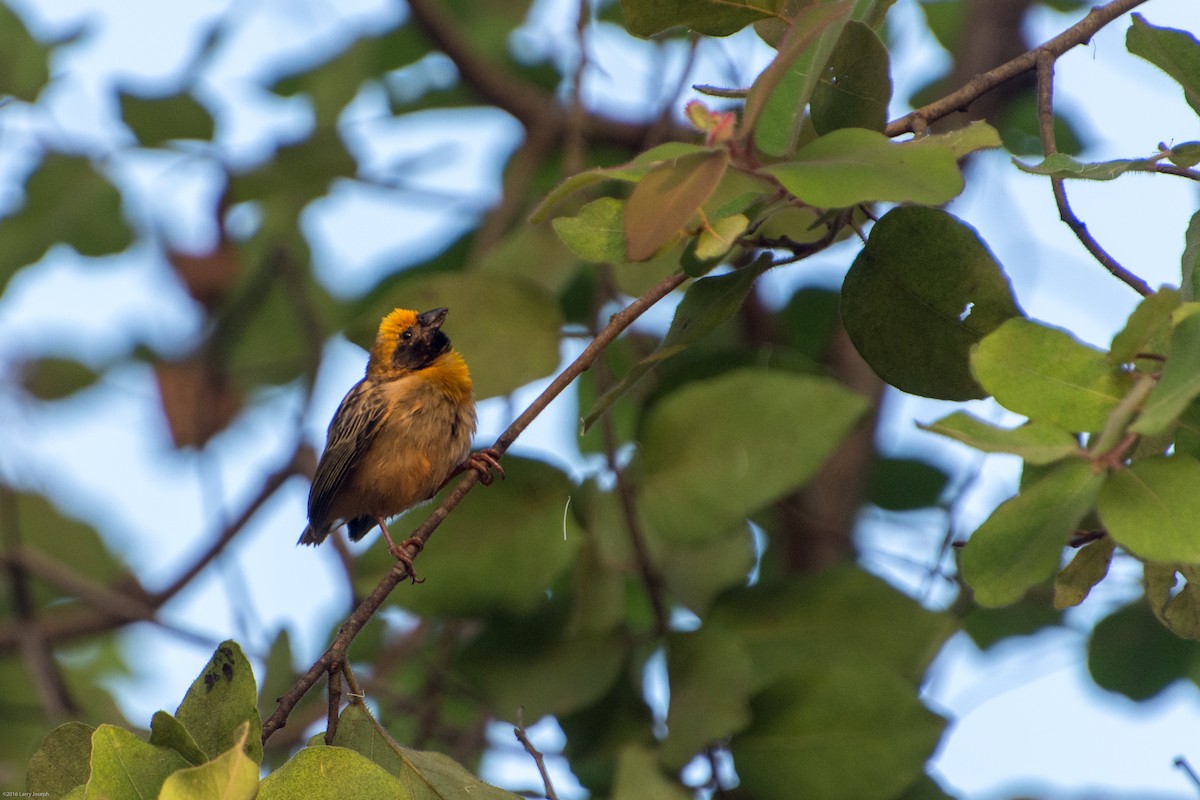 Bob-tailed Weaver - ML79612781