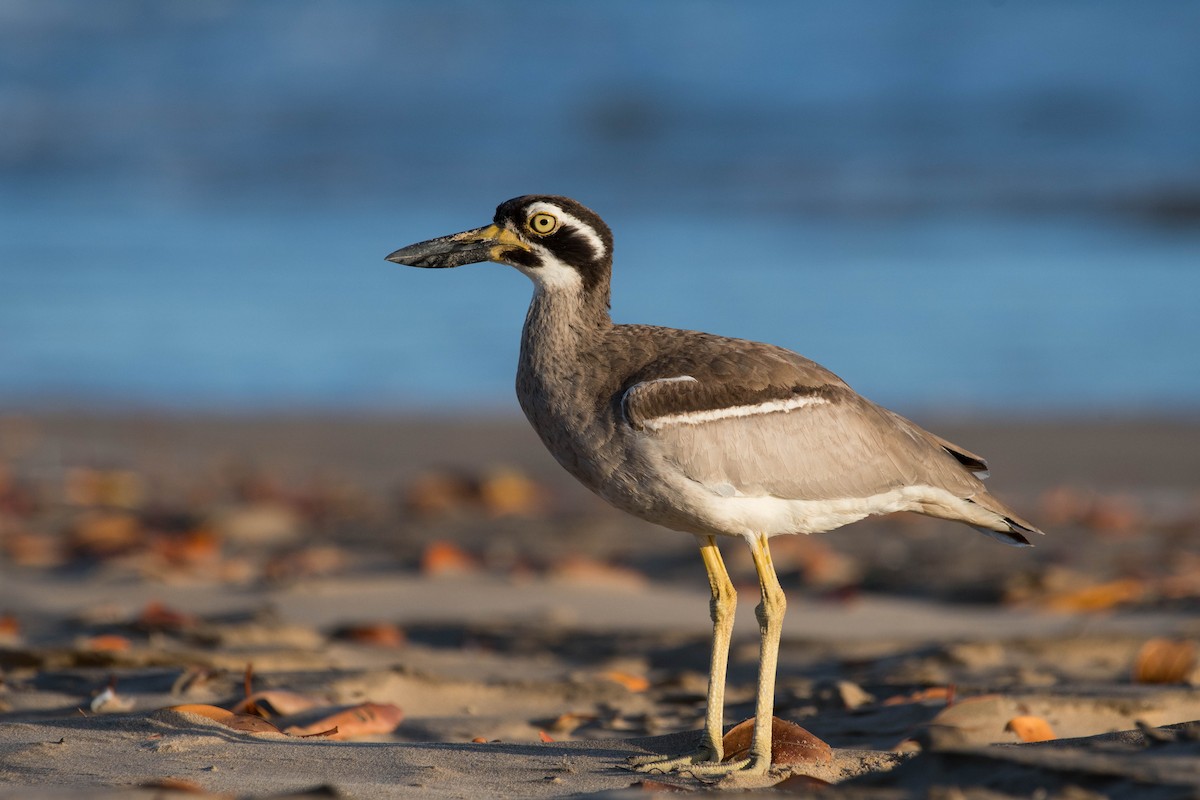 Beach Thick-knee - ML79614431