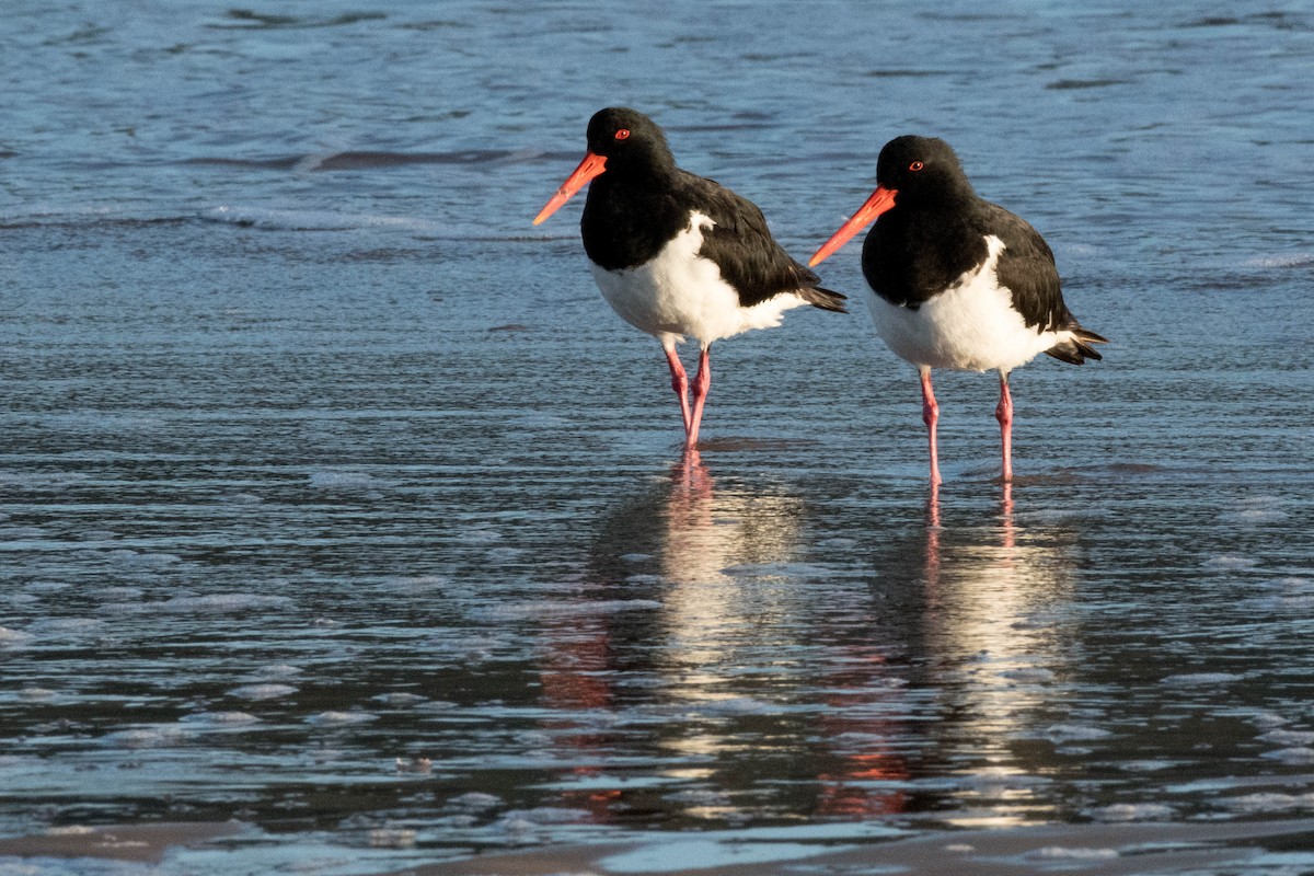 Pied Oystercatcher - ML79614661