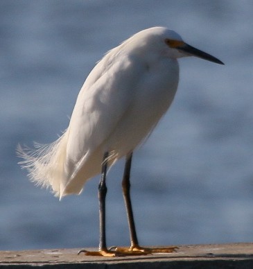 Snowy Egret - ML79614741