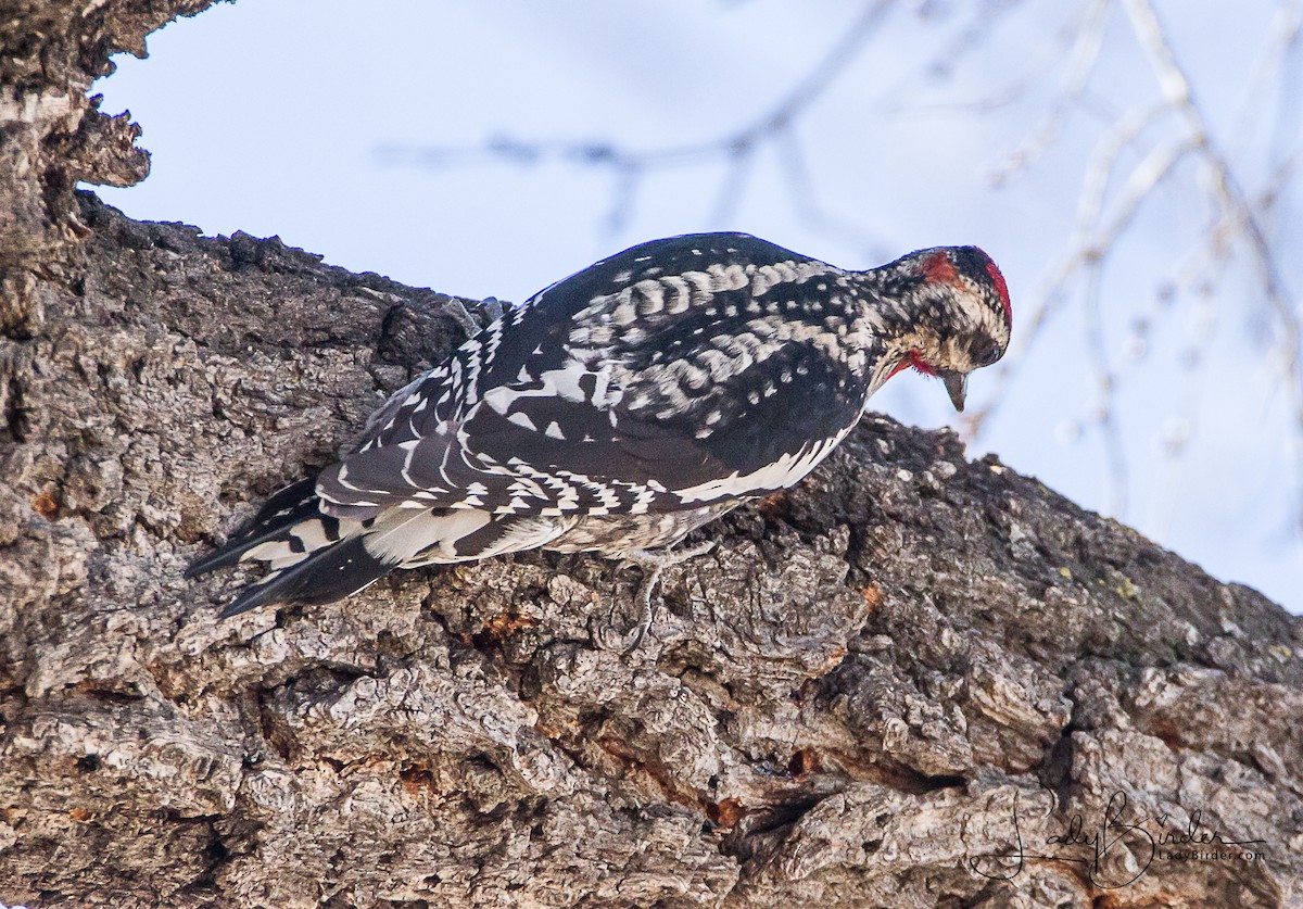 Red-naped Sapsucker - Lyndie Mason Warner