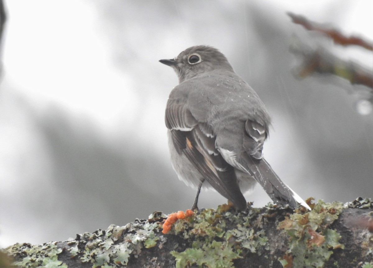 Townsend's Solitaire - ML79617291