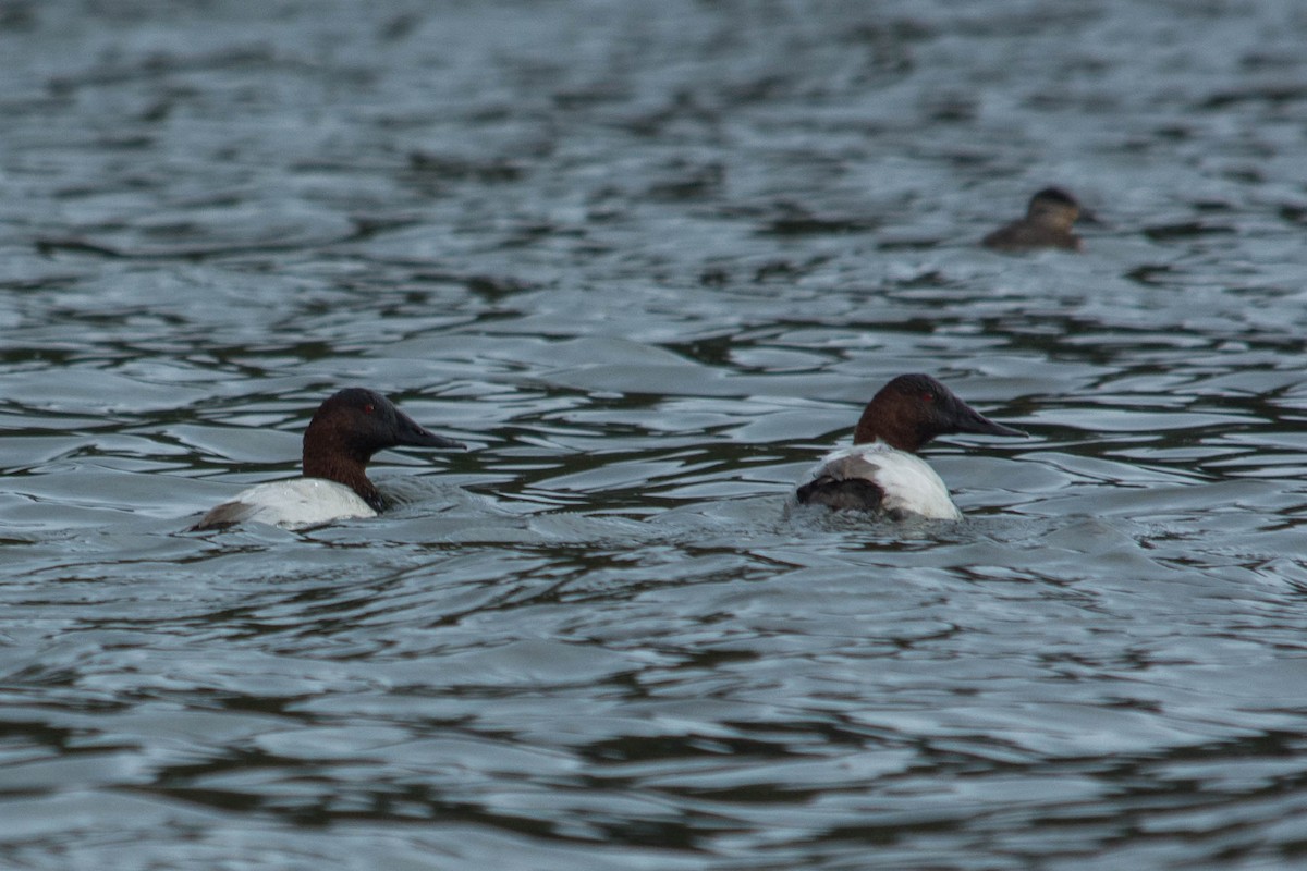 Canvasback - ML79618821