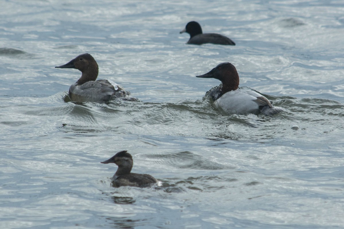 Canvasback - ML79618841