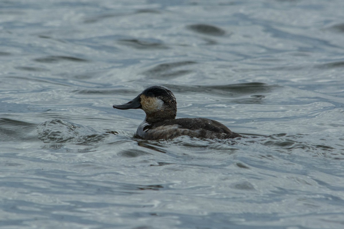 Ruddy Duck - ML79618931