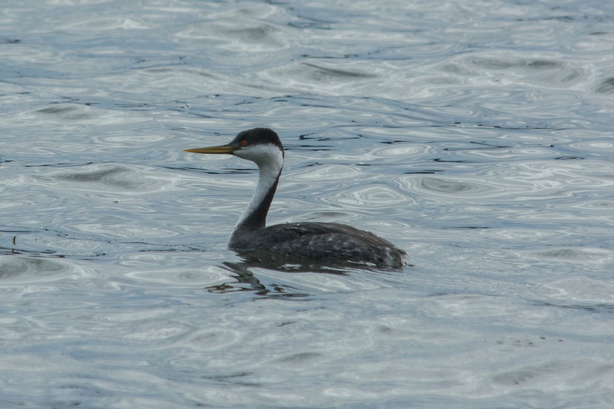 Western Grebe - Joshua Little