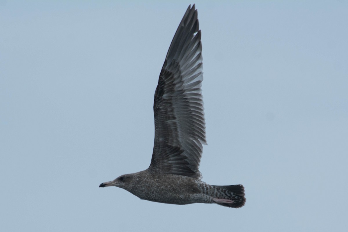 American Herring Gull - ML79618991