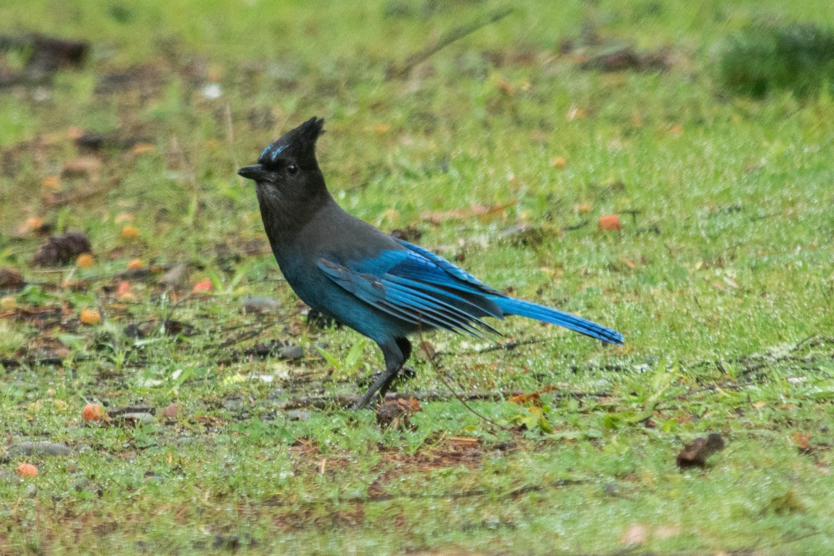 Steller's Jay - ML79619011