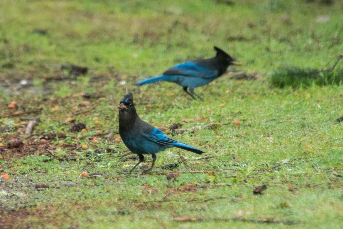 Steller's Jay - ML79619021