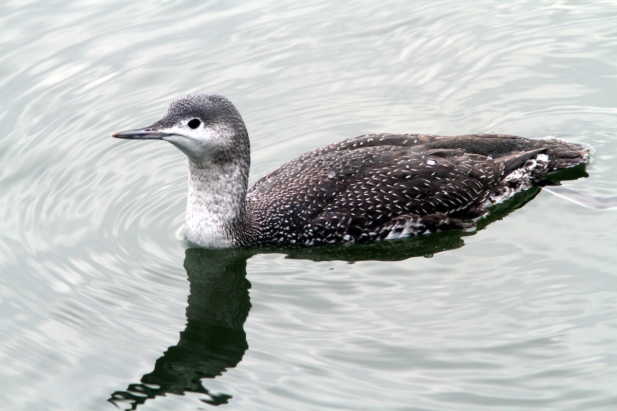 Red-throated Loon - ML79619131