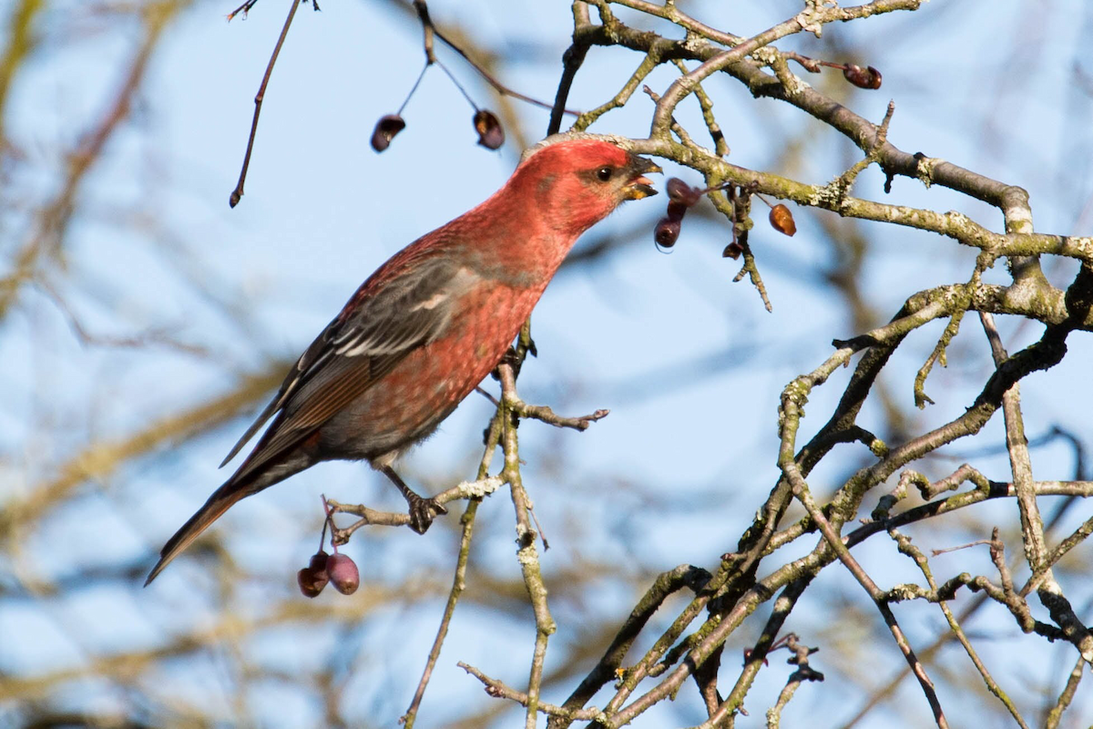 Pine Grosbeak - ML79620471