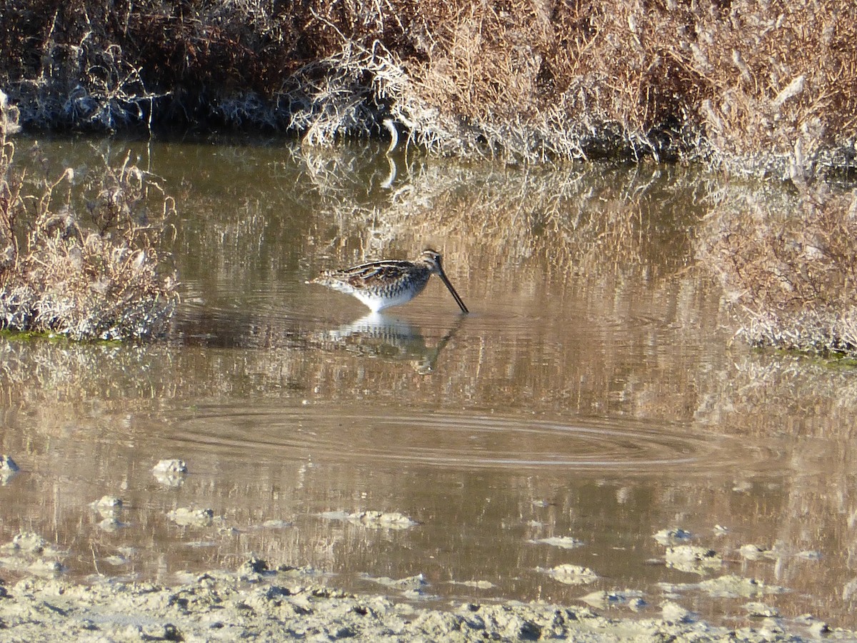 Wilson's Snipe - ML79621621