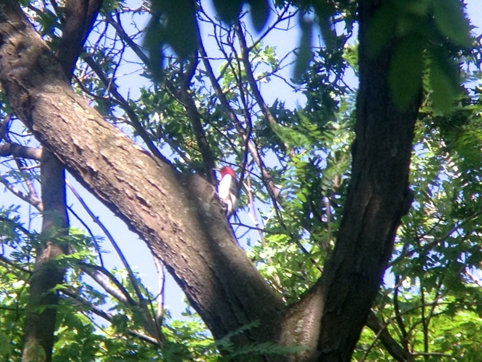 Red-headed Woodpecker - ML79622381